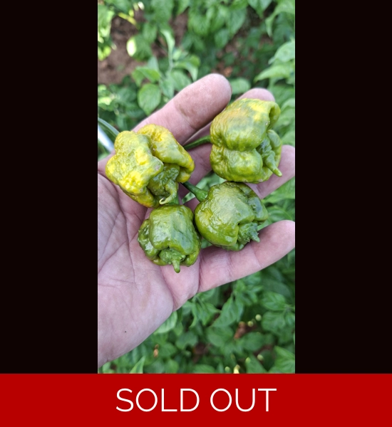 Bobboi Mustard (f5) -> (f6)  (10+seeds)